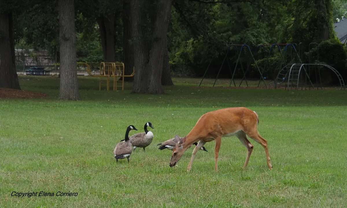 Deer & geese