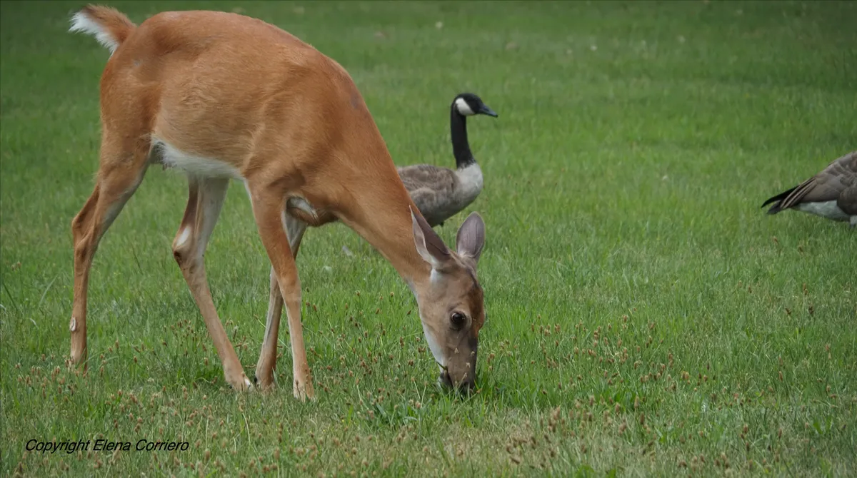 Deer & goose 1