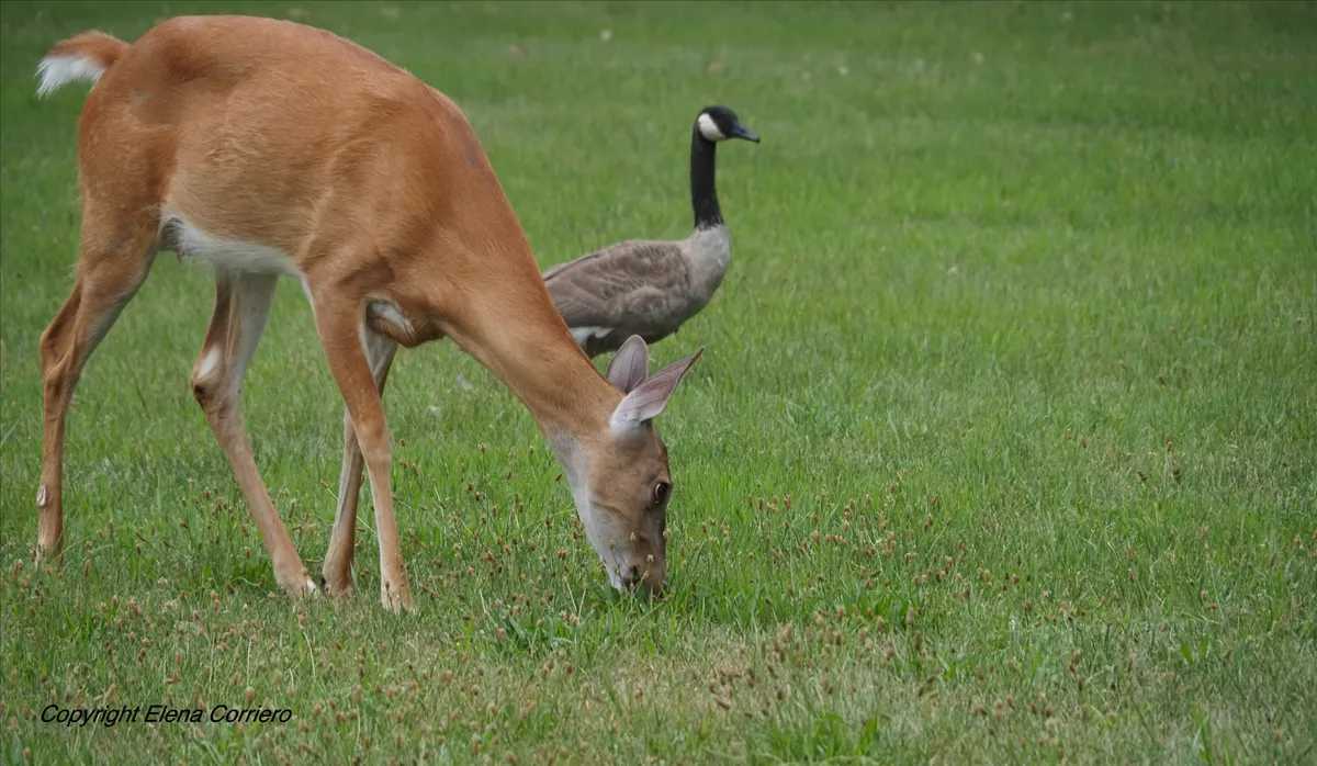 Deer & goose 2