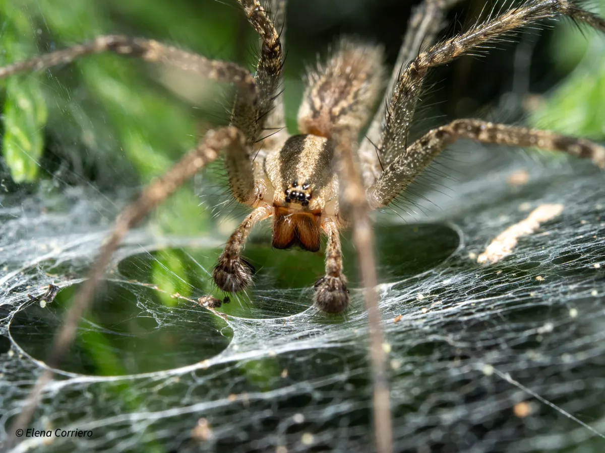 Male grass spider