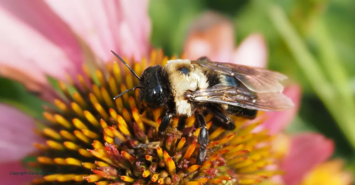 Resting bee July 27