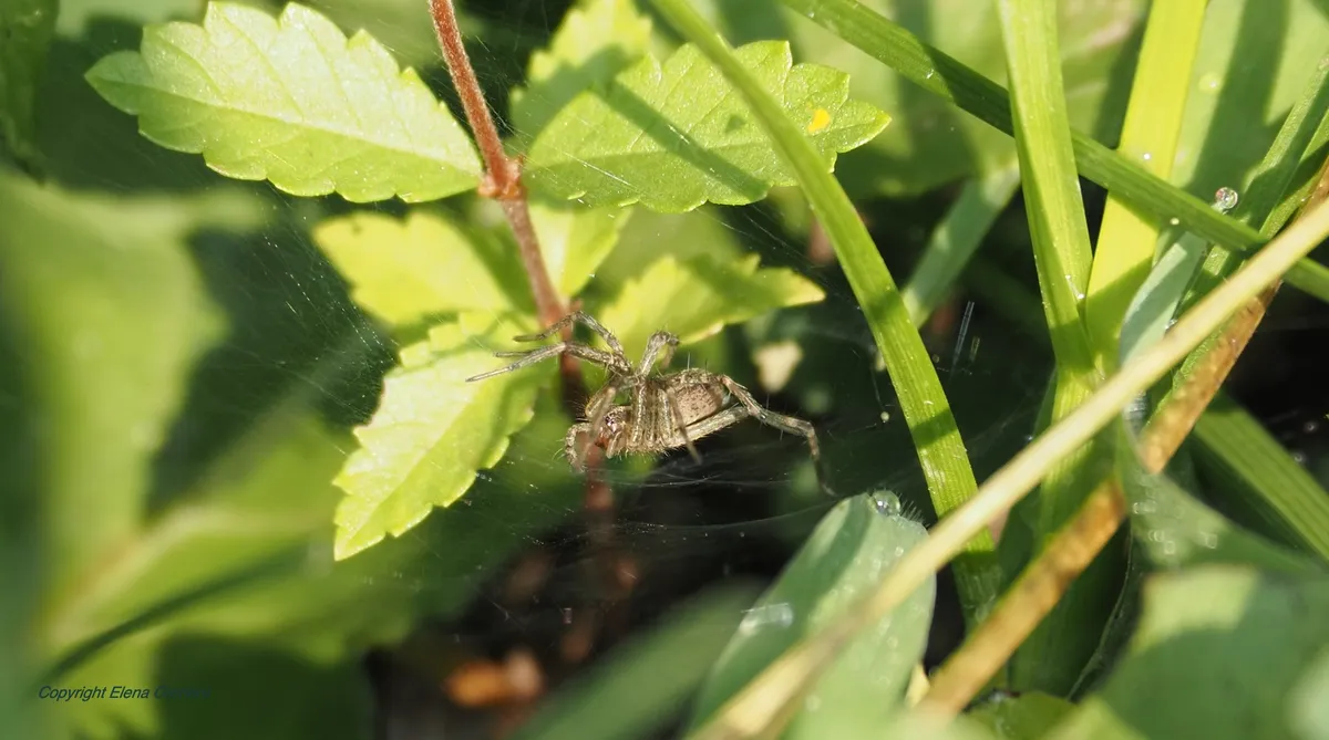 Spider by the bee July 27