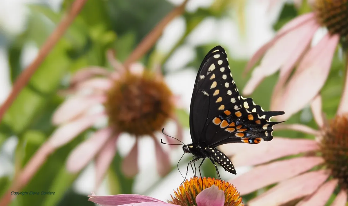 Swallowtail 1 August 3