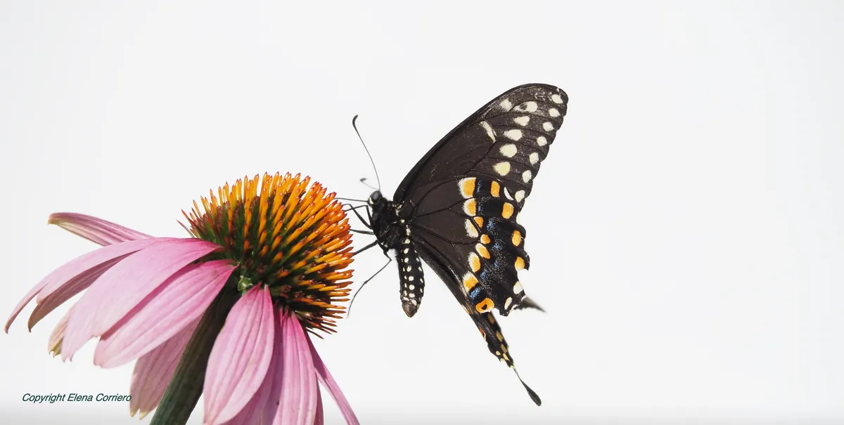 Swallowtail 1 July 29