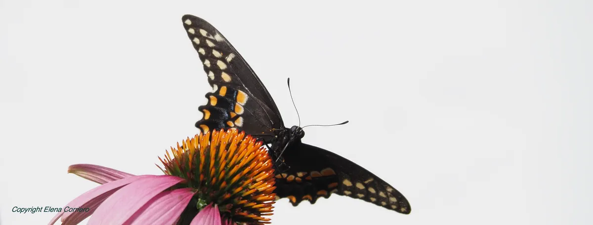 Swallowtail 2 July 29
