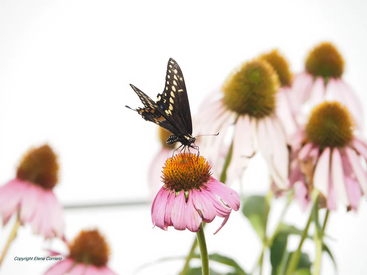 Swallowtail 8