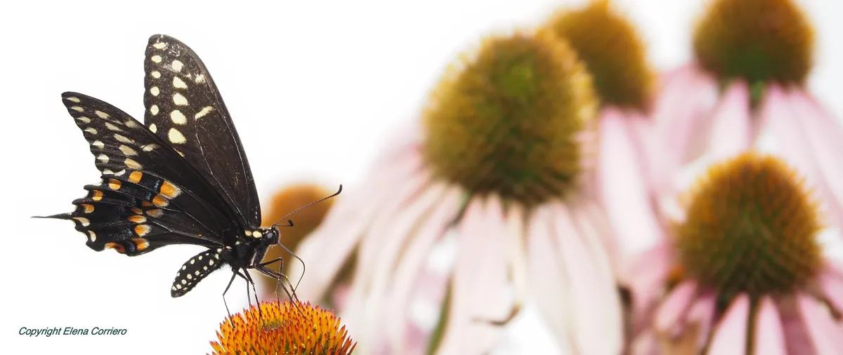 Swallowtail close-up July 29