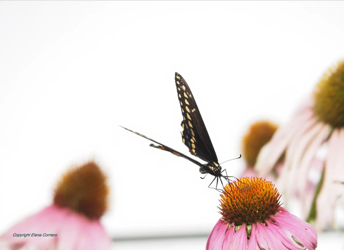 Swallowtail face July 29