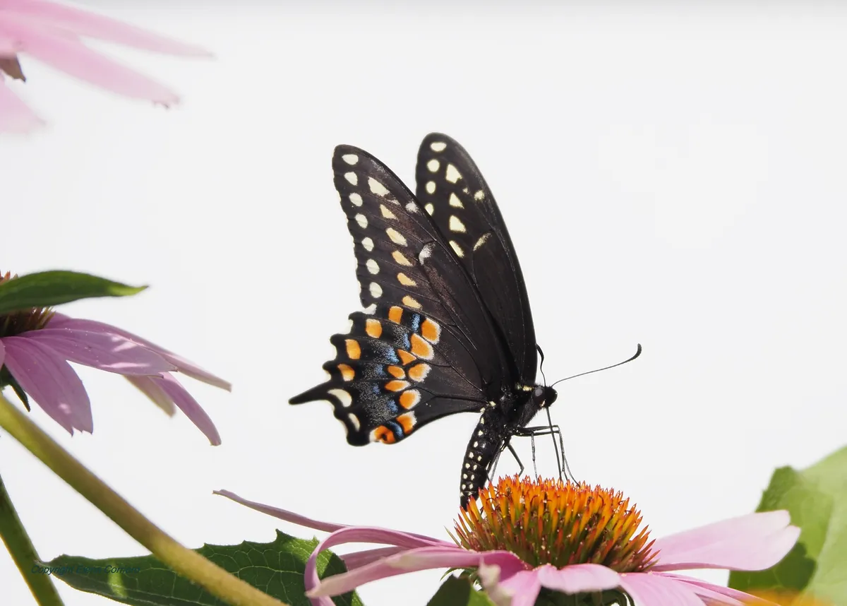 Swallowtail turning