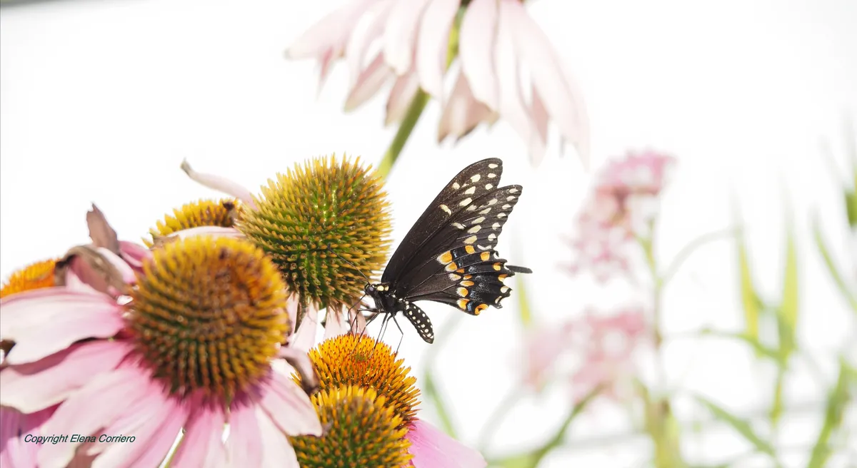 Swallowtail with Echinacea July 29