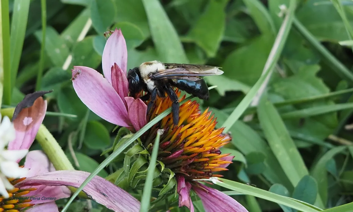 Tired bee July 27