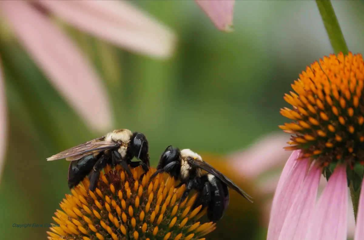 Two bees July 28