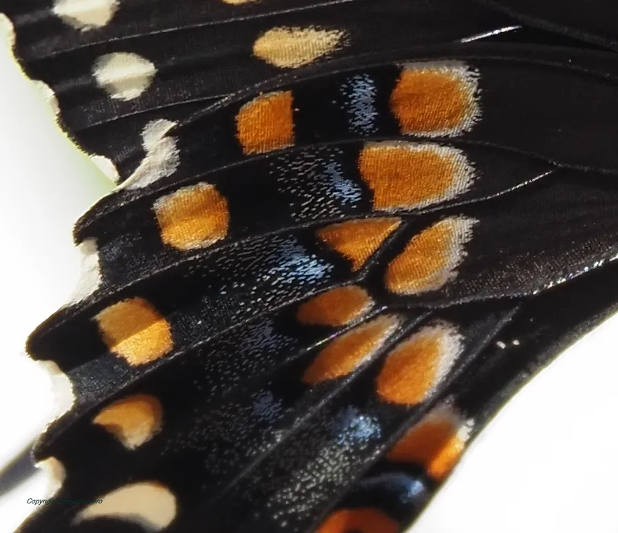 Wing scales August 5