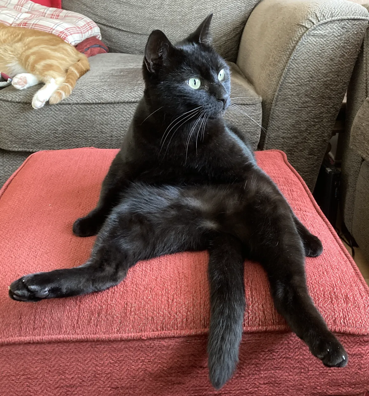 Man_Cat-1907x2048