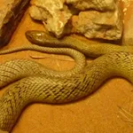 snake-1-150x150