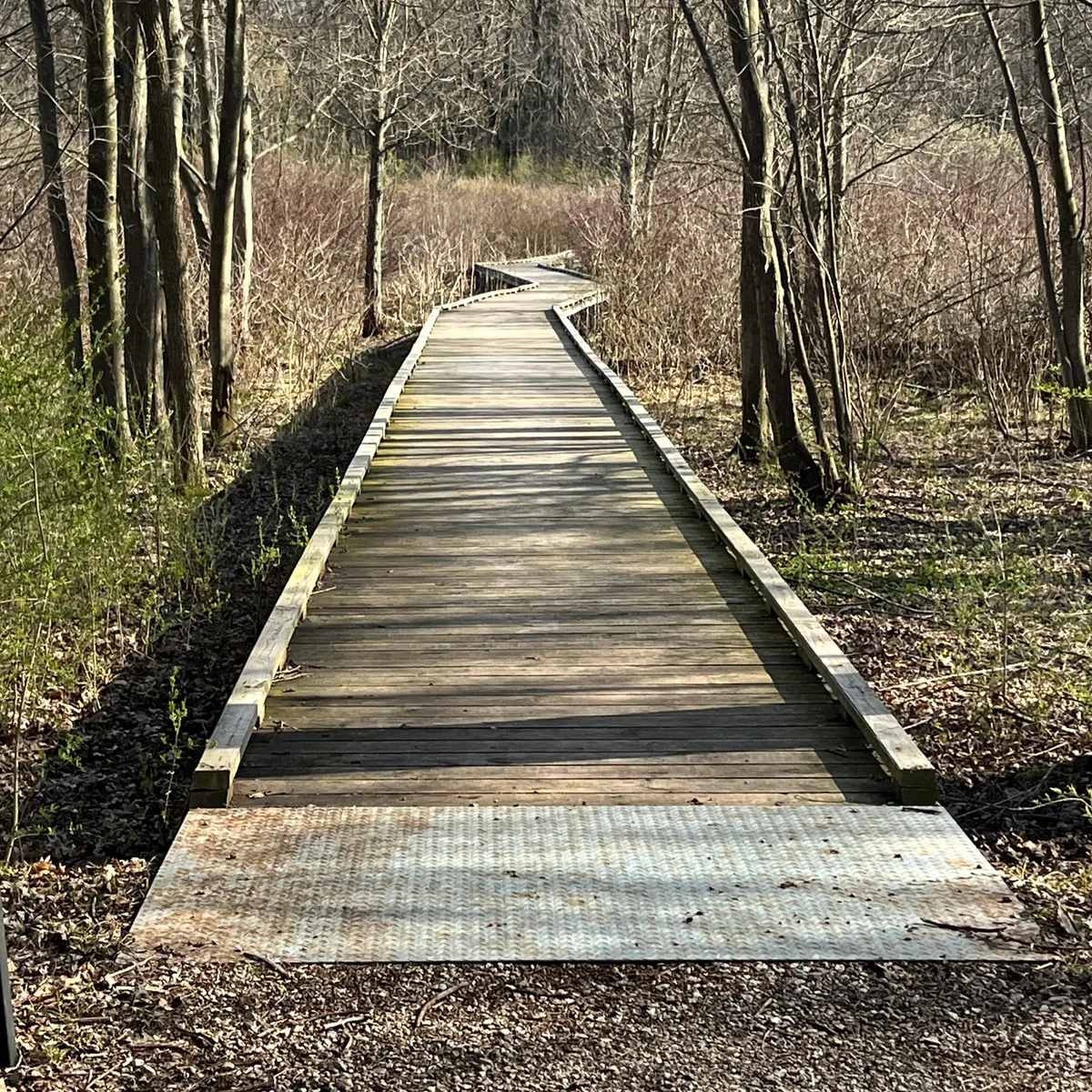 A boardwalk at a bog