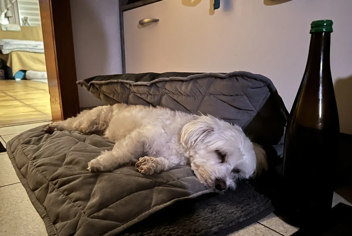 A sleepy, short haired, white Maltese, on a dog bed that’s half folded over him, with what looks like a wine bottle next to him.