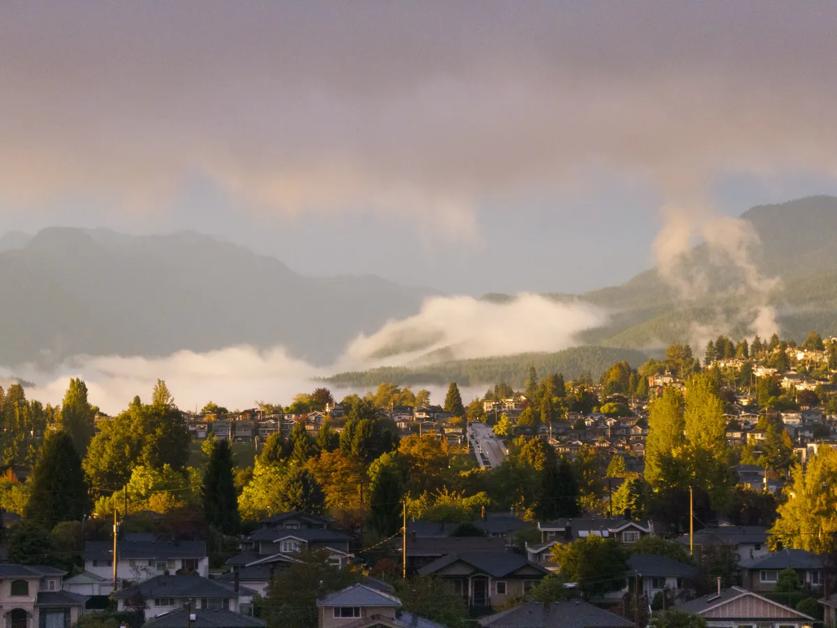 Morning light through the trees