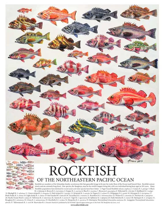 p-6232-rockfish-14-x-18-for-ws