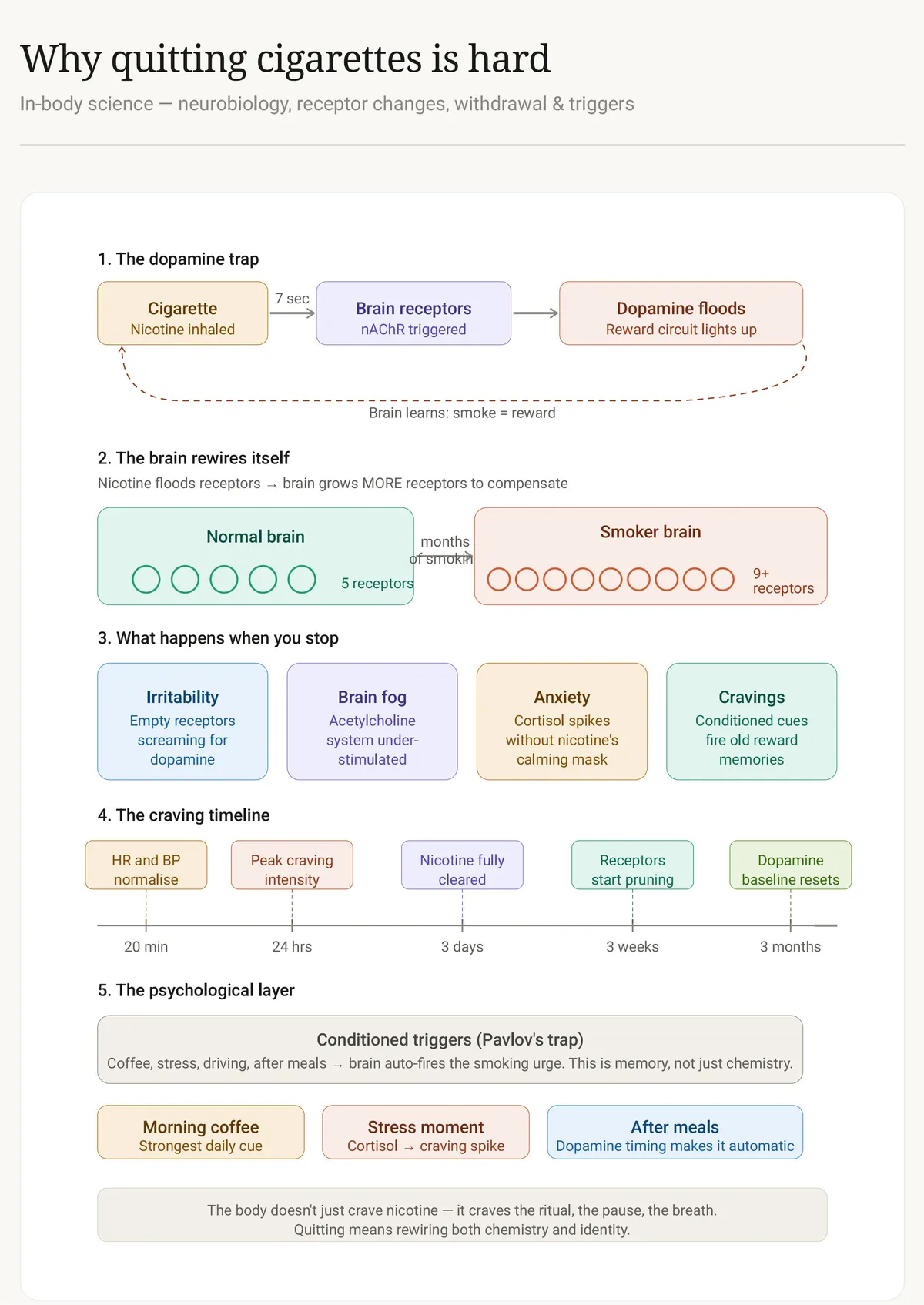 nicotine_addiction_body_science-1-images-0