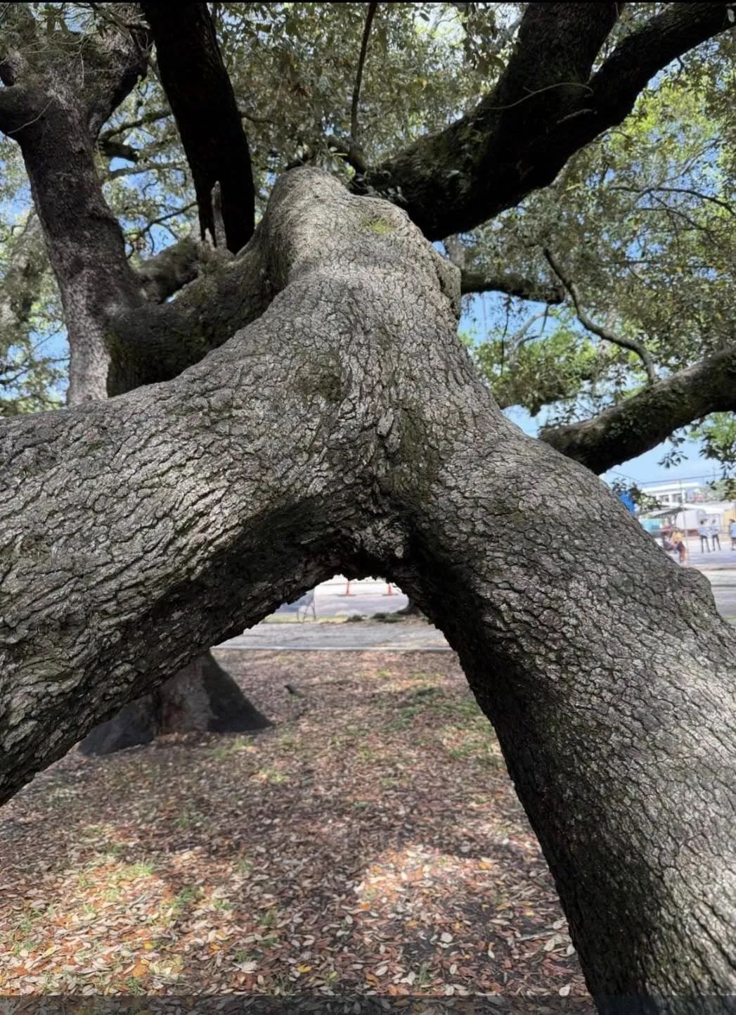 lover-tree