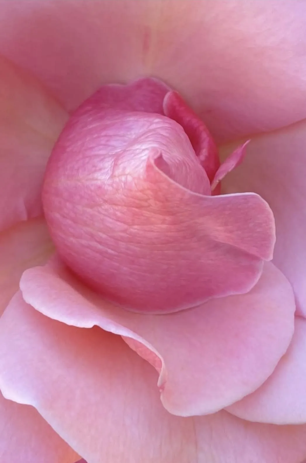 pink yoni flower