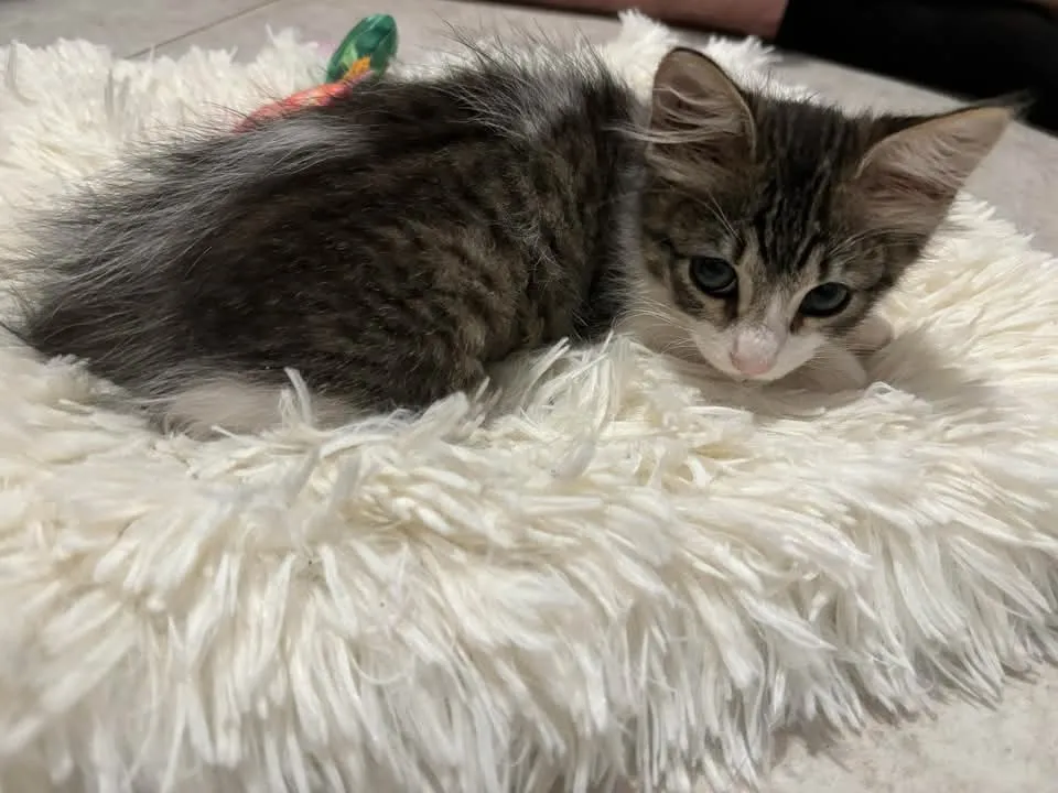 bub1