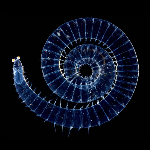 SPIRAL SPIRAL