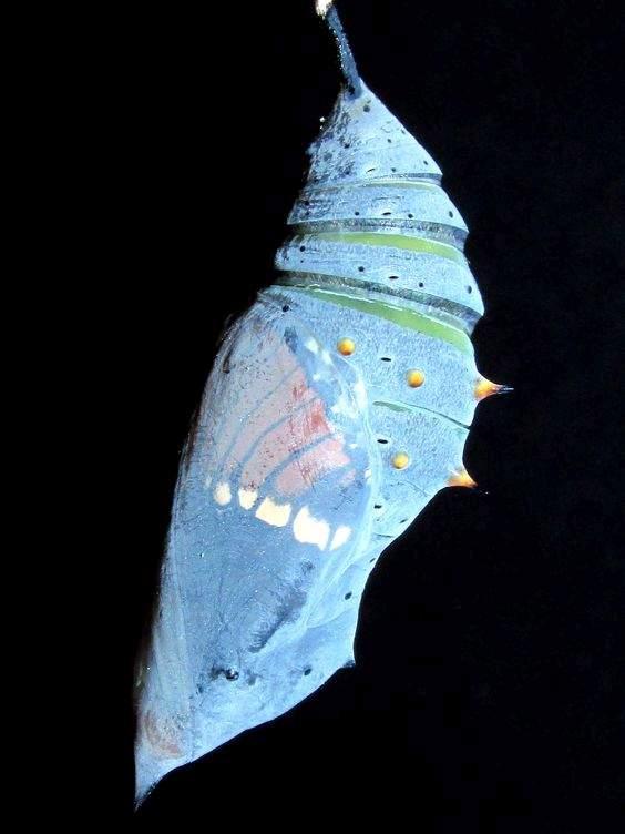 CHRYSALIS CHRYSALIS