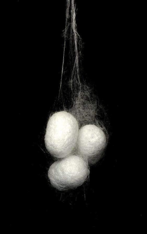 COCOON COCOON