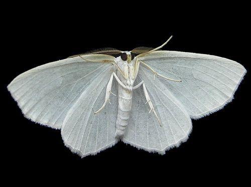 MOTH MOTH