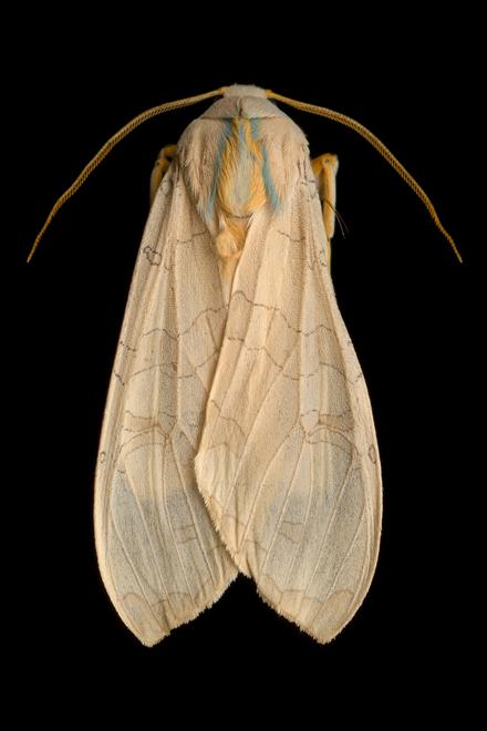 MOTH MOTH