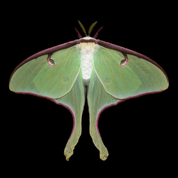 MOTH MOTH