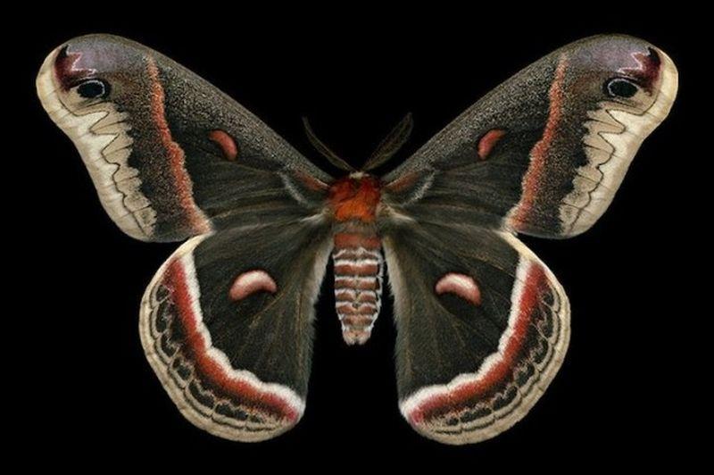 MOTH MOTH