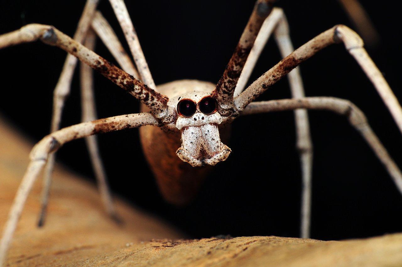 SPIDER SPIDER