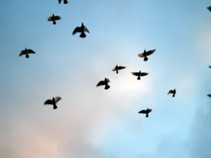 A flock of birds