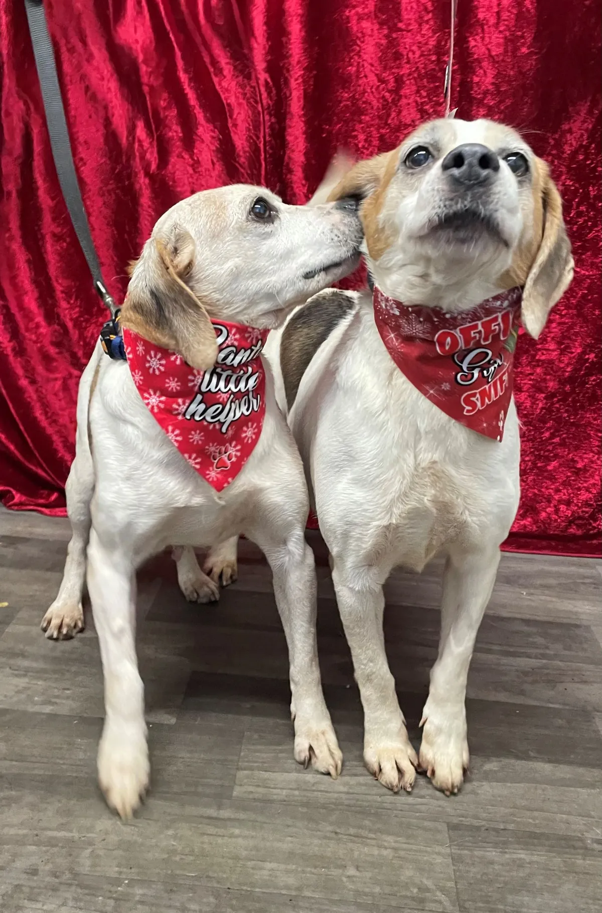Adoption Photo