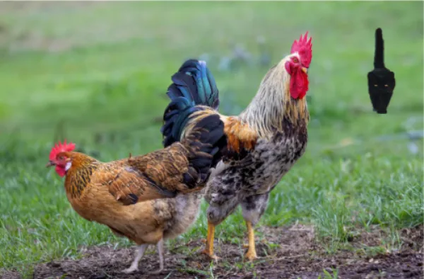 Chicken, Rooster, Cat-1 inspired by Mohan Nannapaneni and David Bartus on pexels - Copy