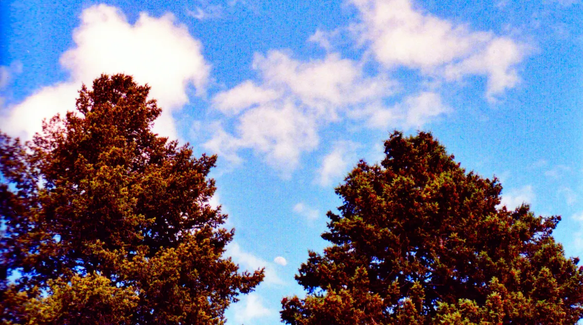 photo tree