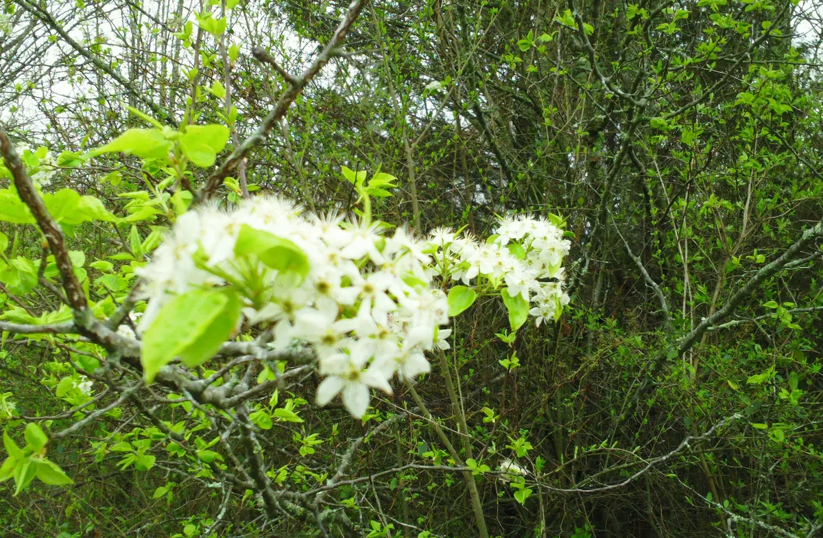 SAM_0121_White_Flowers~2
