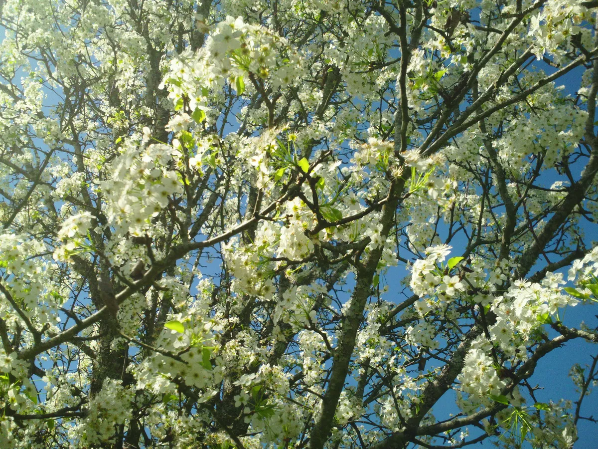 SAM_0125_White_Flowers