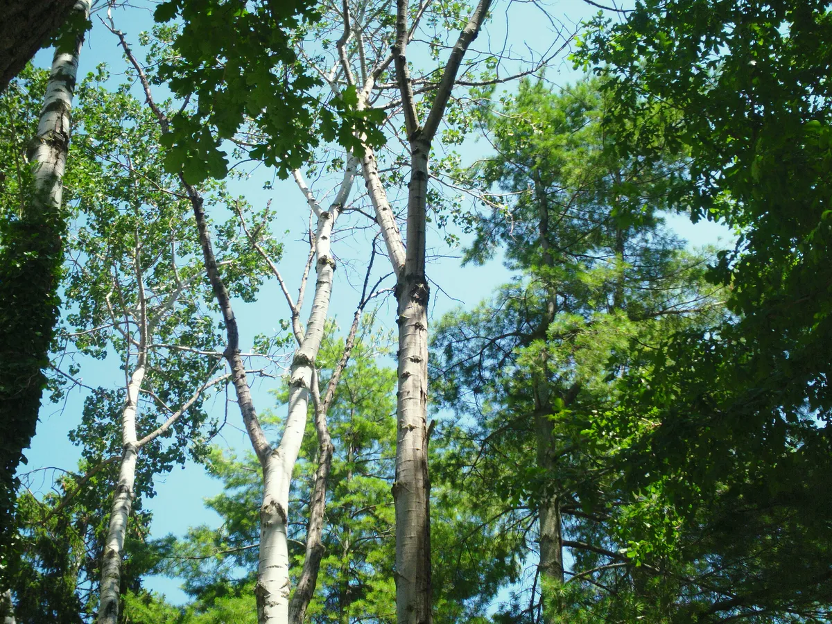 SAM_0501-1