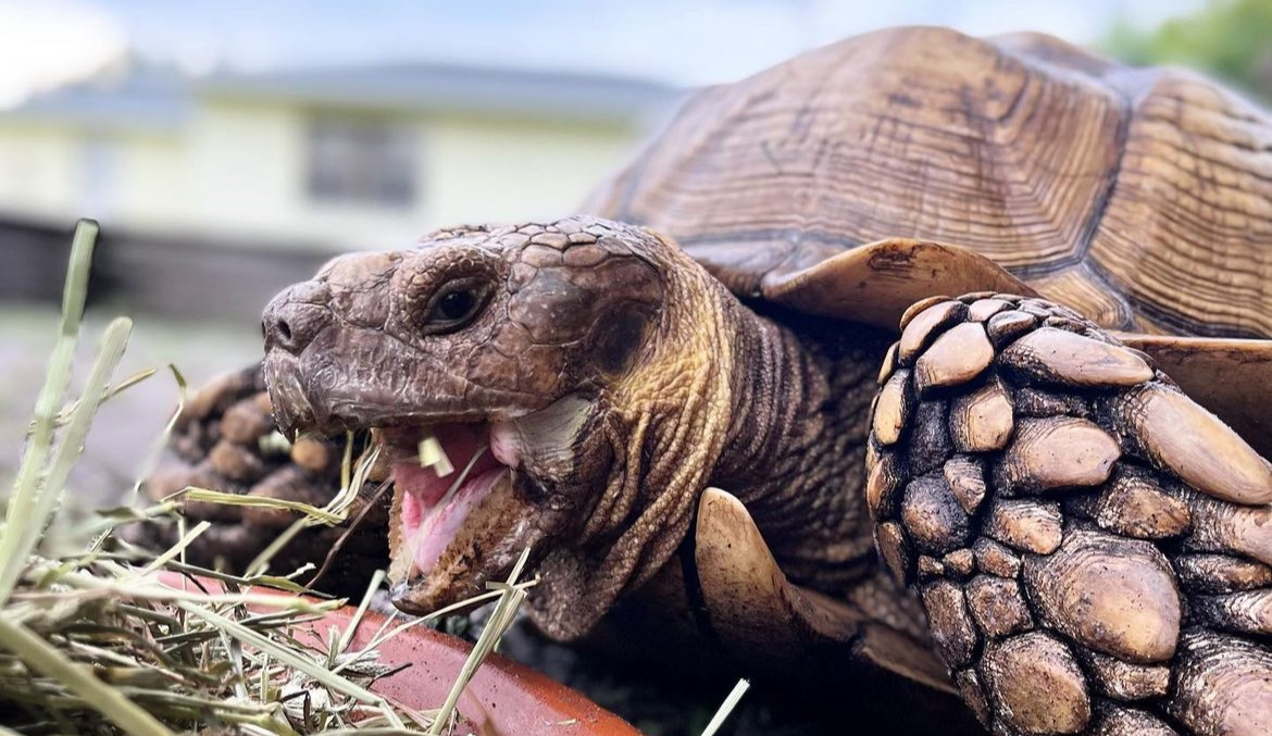sulcata-cropped