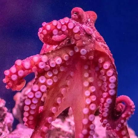 Polpo Rosso