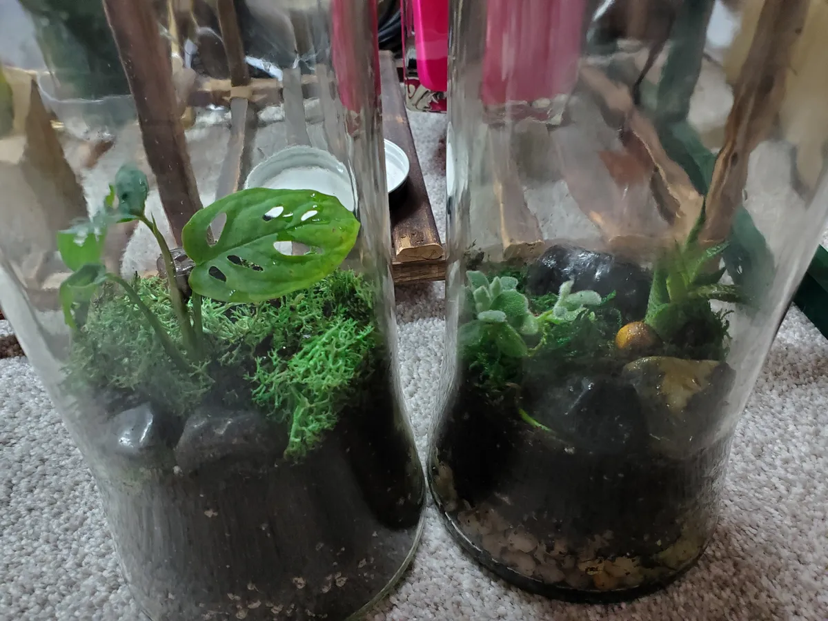 Two skinny half-gallon-ish glass terrariums.