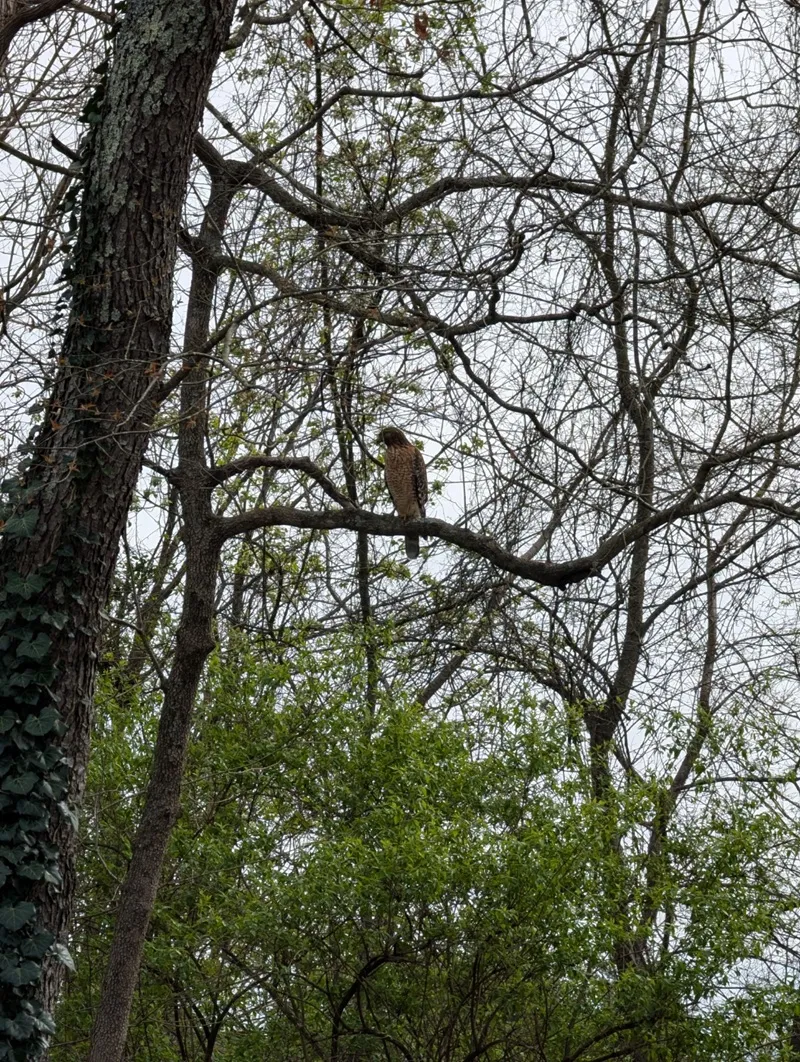 red-shouldered hawk