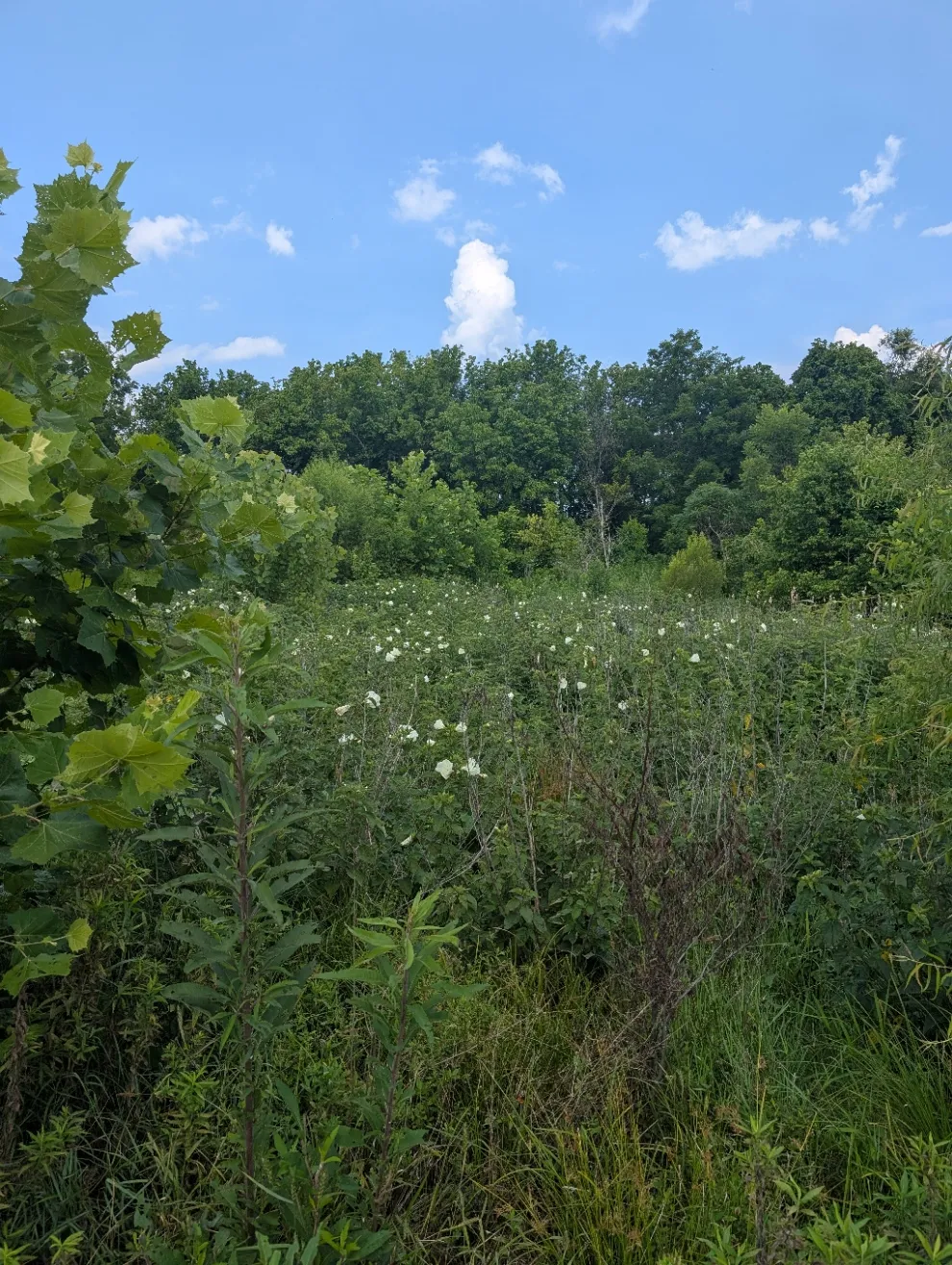 a wildflower field