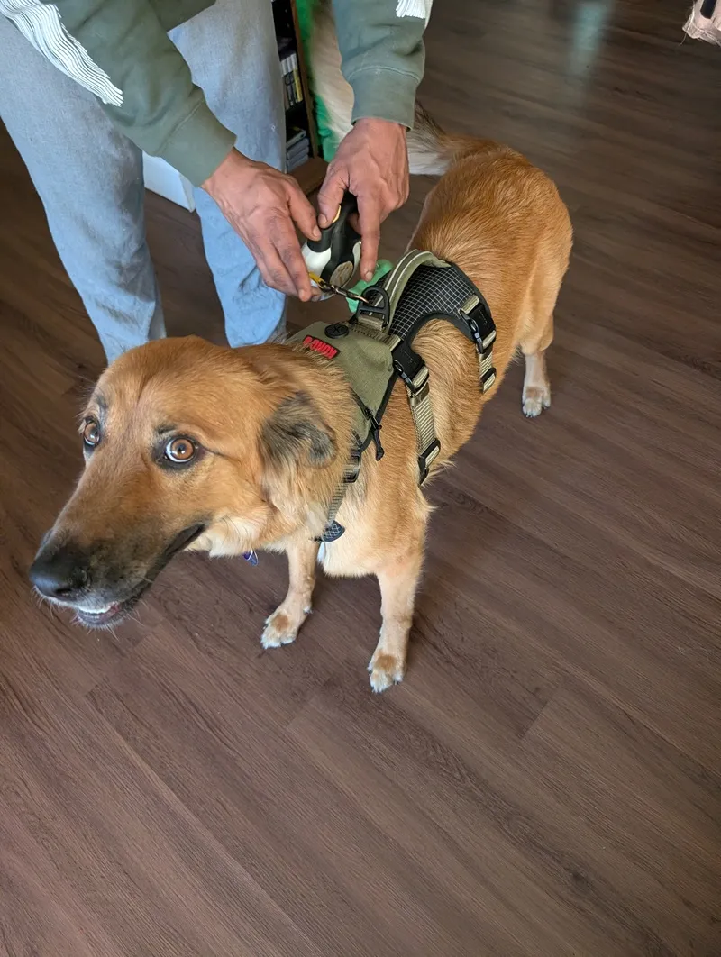 getting her harness and leash on