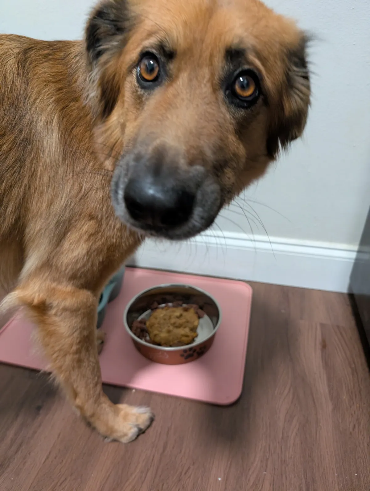 Ranni looking at the camera with her food bowl in the background