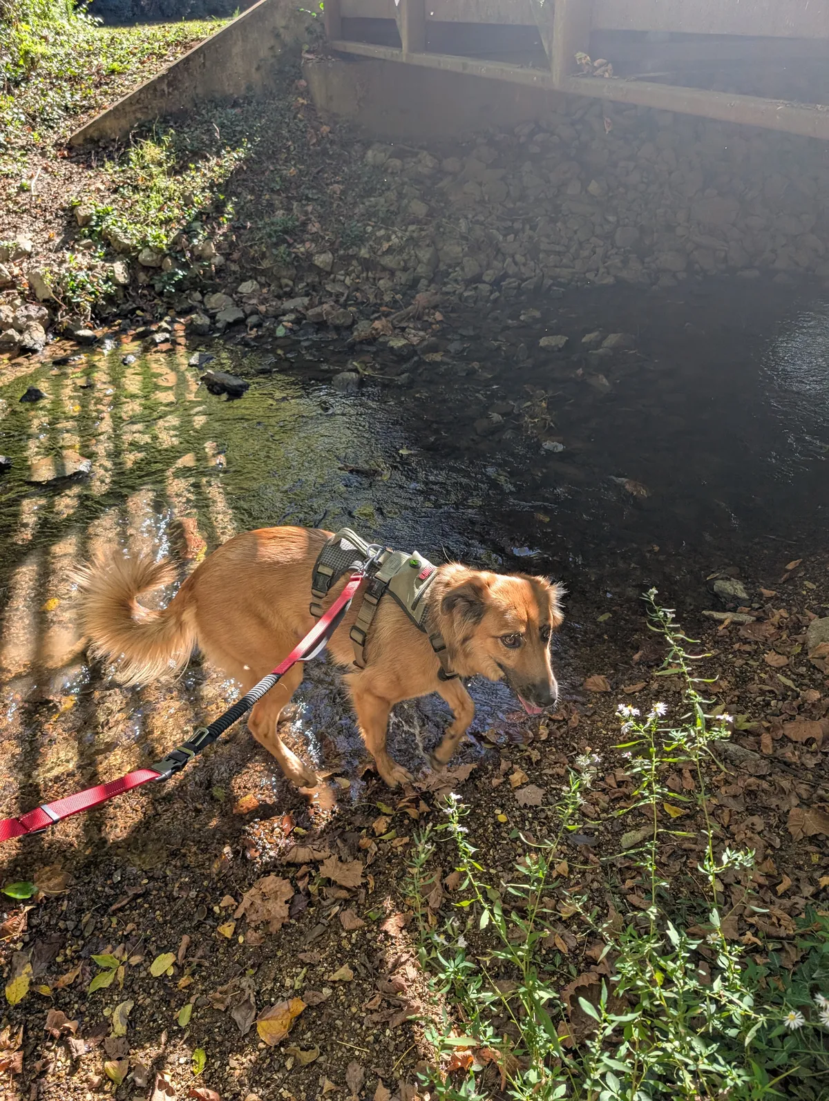 Ranni in a creek